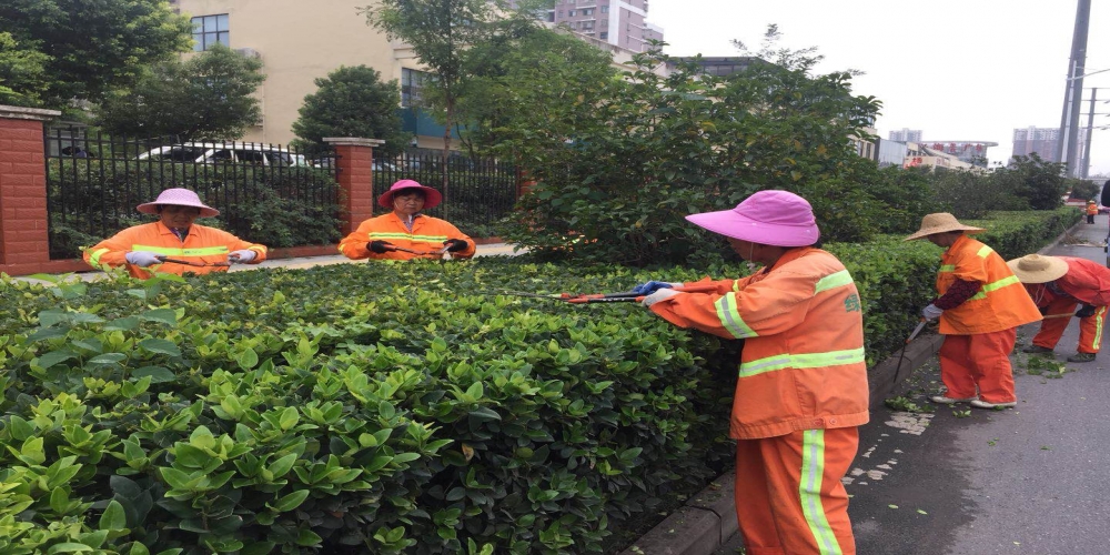 新站區(qū)道路清掃保潔、綠化管養(yǎng)項目